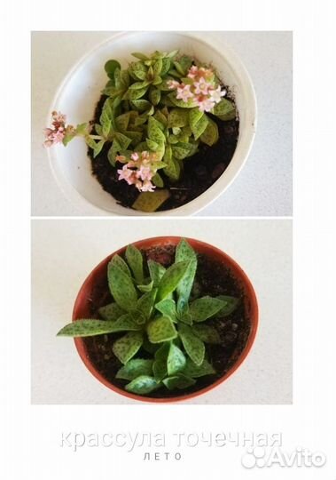 Суккуленты