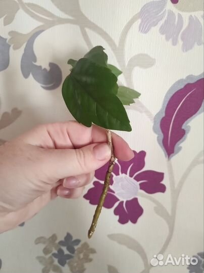 Гибискус и пандантус