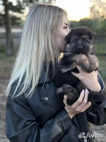 Щенки немецкой овчарки длинношерстной