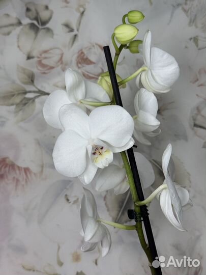 Орхидея фаленопсис