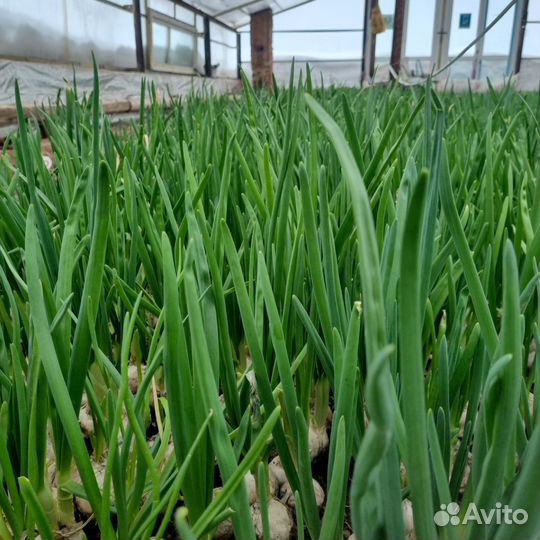 Лук зеленый