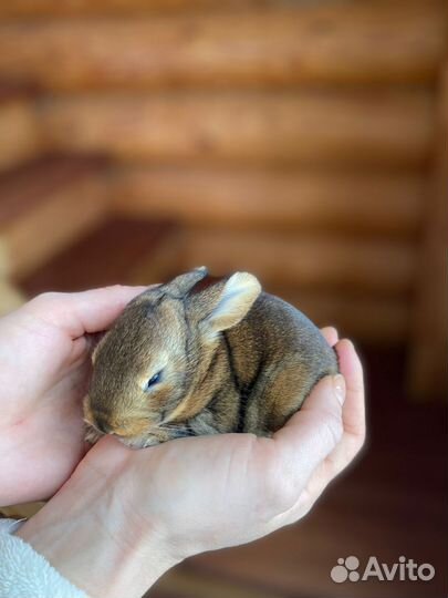 Крольчата флаундер