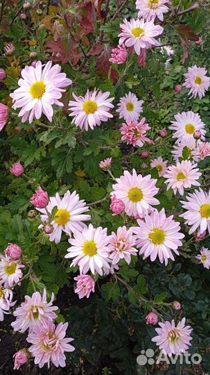 Хризантемы