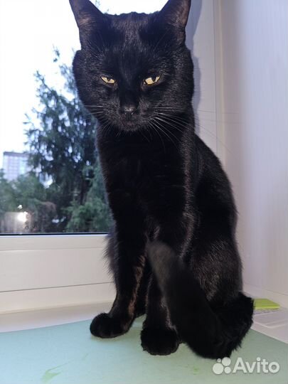 Вязка кота
