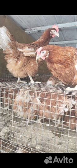 Куры несушки доминант,бройлер, индюки