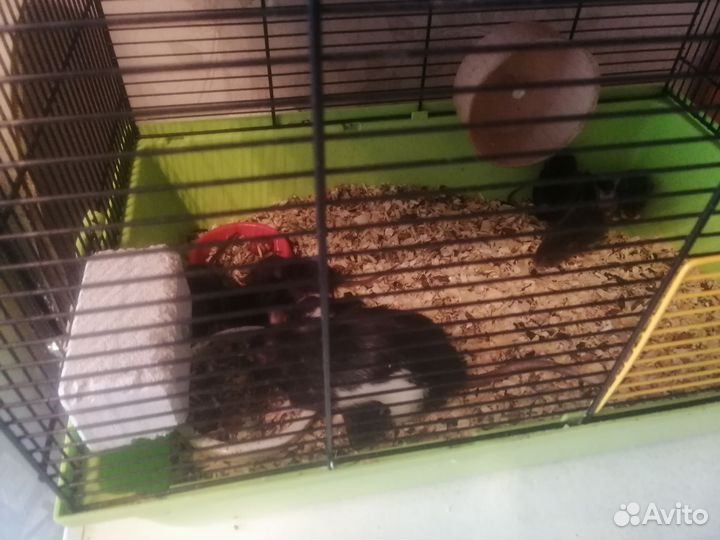 Декоративная крыса