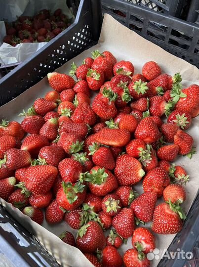 Клубника Байкальская