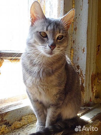 Четыре стерилизованных сестренки