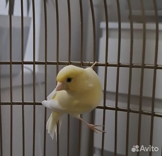 Кенара ручные и канарейки файф фенси