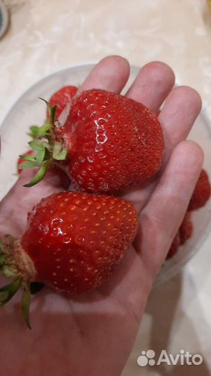 Клубника сортовая