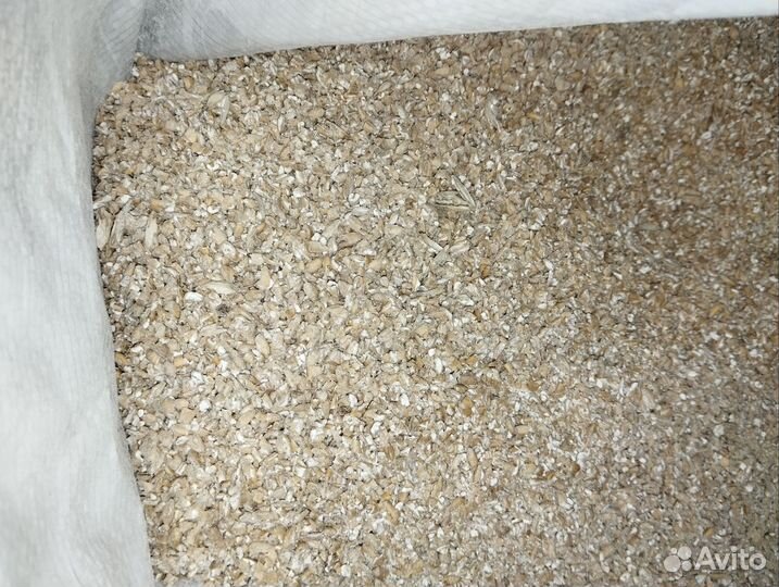 Зерно Пшеница