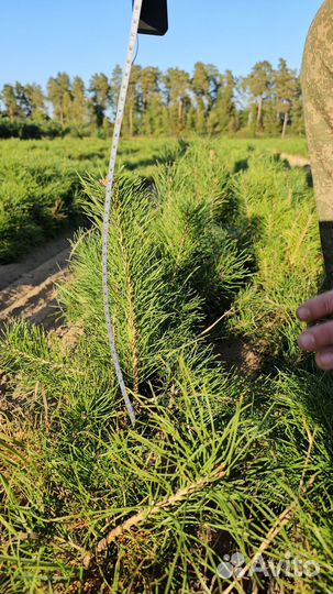 Саженцы сосны и ели окс от производителя