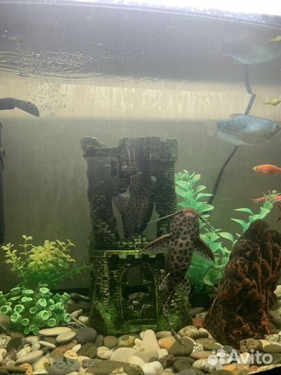 Аквариумные рыбки сомики