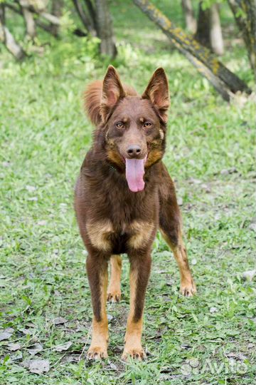 Небольшой красивый умный метис келпи 1,5 года