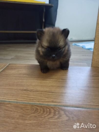 Щенки шпица