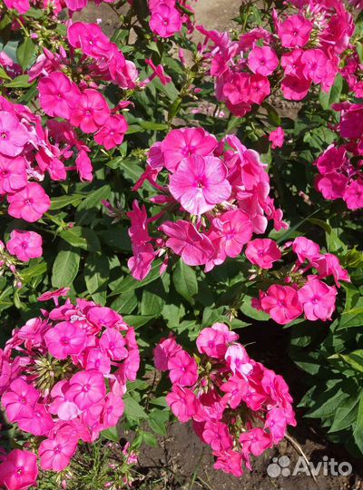 Флоксы многолетние