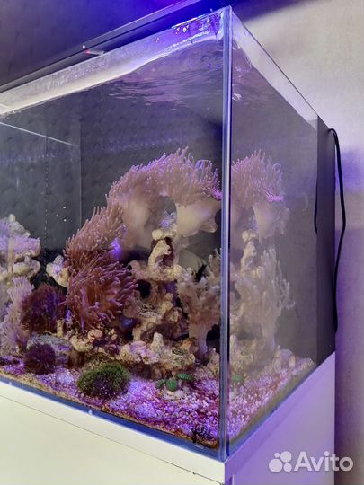 Морской аквариум комплект