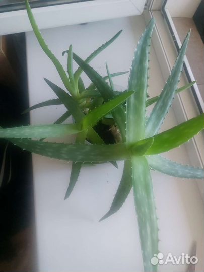 Алоэ вера лечебный