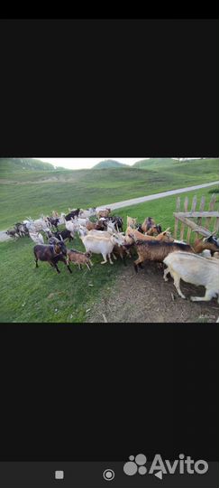 Козы, козлята