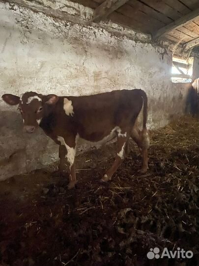 Телята бычки