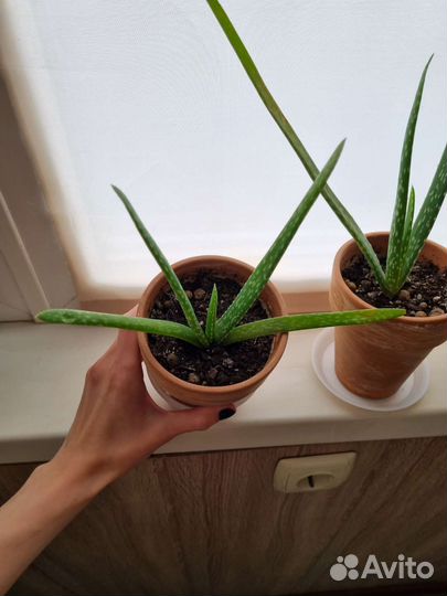 Алоэ домашние растения