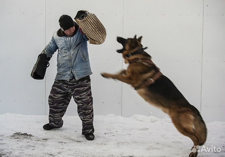 Дрессировка и обучение собак кинолог