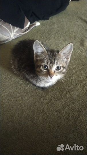 Котенок Игрик