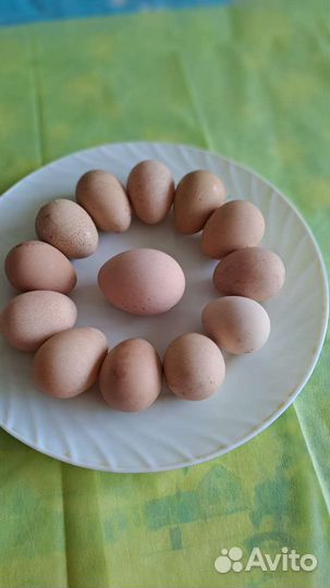 Домашние куриные яйца