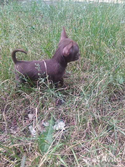 Мини чихуахуа