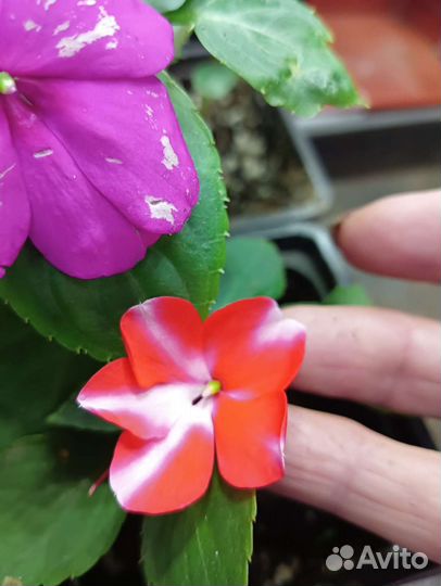 Бальзамин импатиес(ампельный)