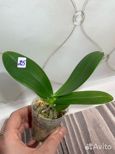 Бабочка орхидея PF 5017