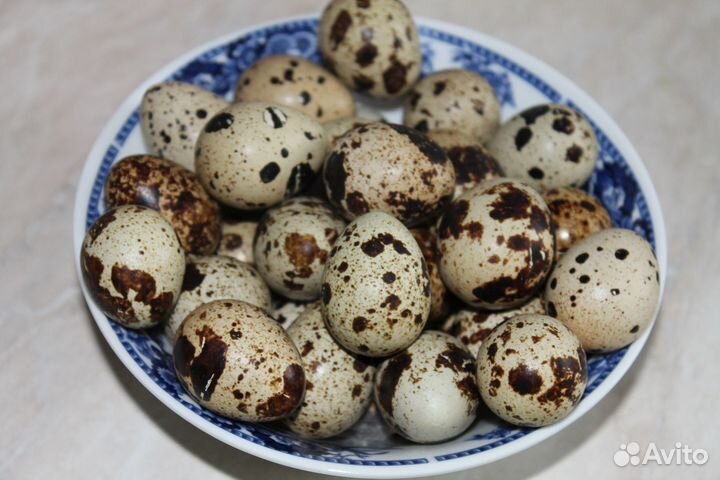 Перепела техасец