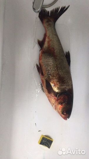 Технопланктон