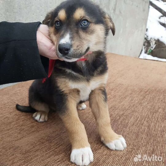 Щенок бесплатно