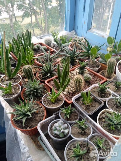 Кактусы и алоэ