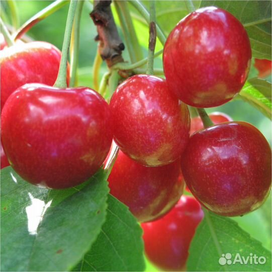 Саженцы черешни