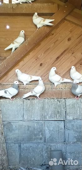 Продажа голубей пермские