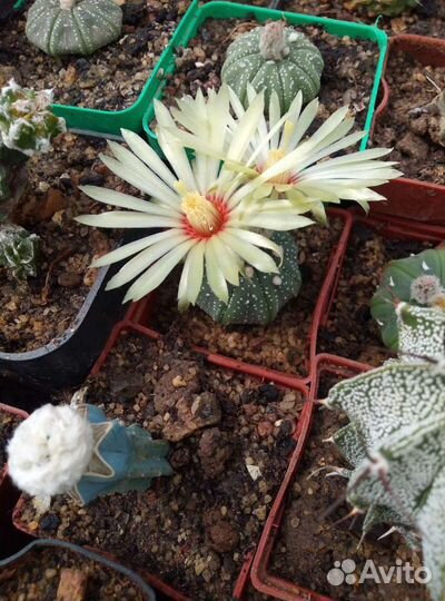 Кактусы и суккуленты