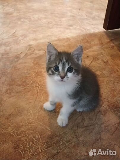 Котята сибирской кошки