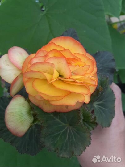 Цветочки для души