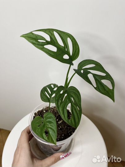 Монстера манки