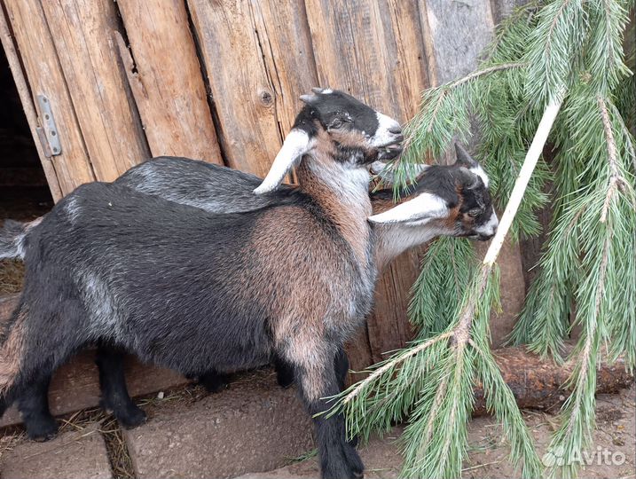 Козы и козлята