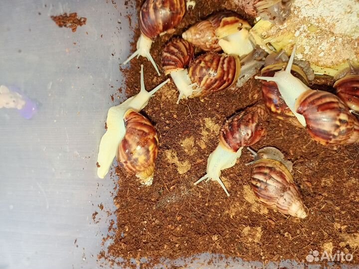 Улитки ахатины