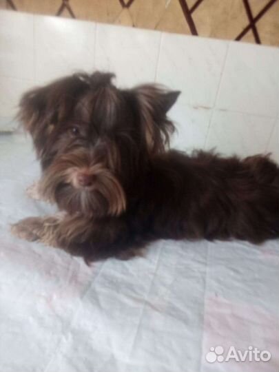 Йоркширский терьер