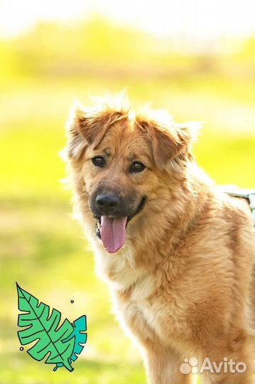 Чудесная собака из приюта ищет дом