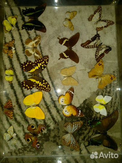 Коллекция бабочек