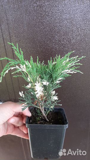 Можжевельник казацкий 2 сорта