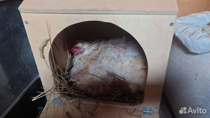 Наседка куруша