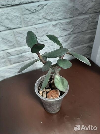 Крассула толстянка (денежное дерево)