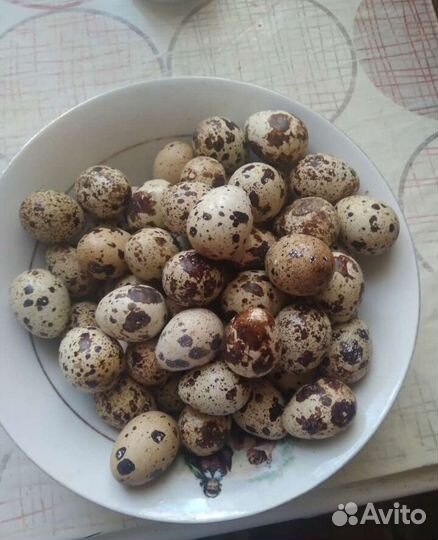 Перепела несушки